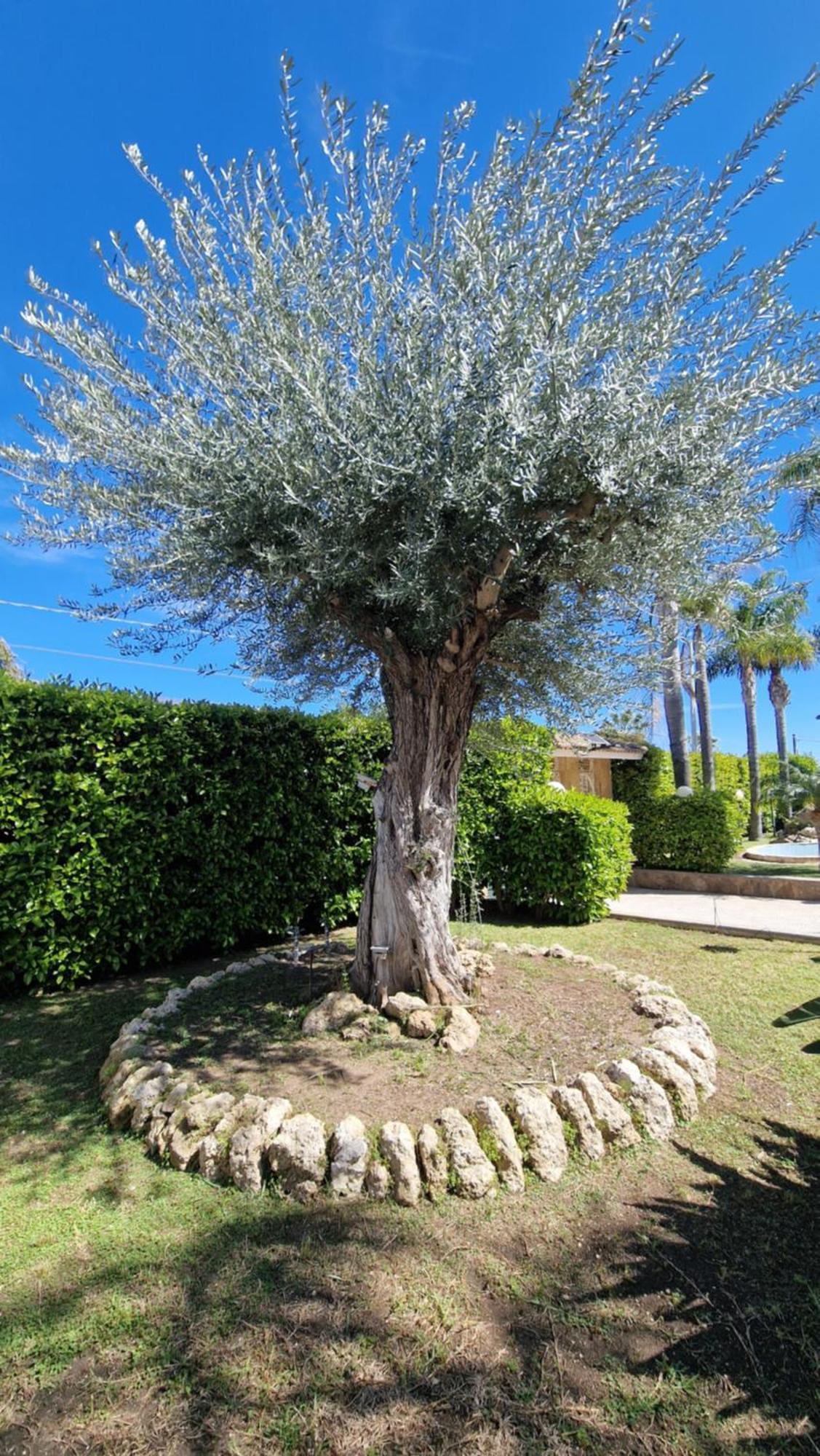 Villa Carlotta بروكولي المظهر الخارجي الصورة